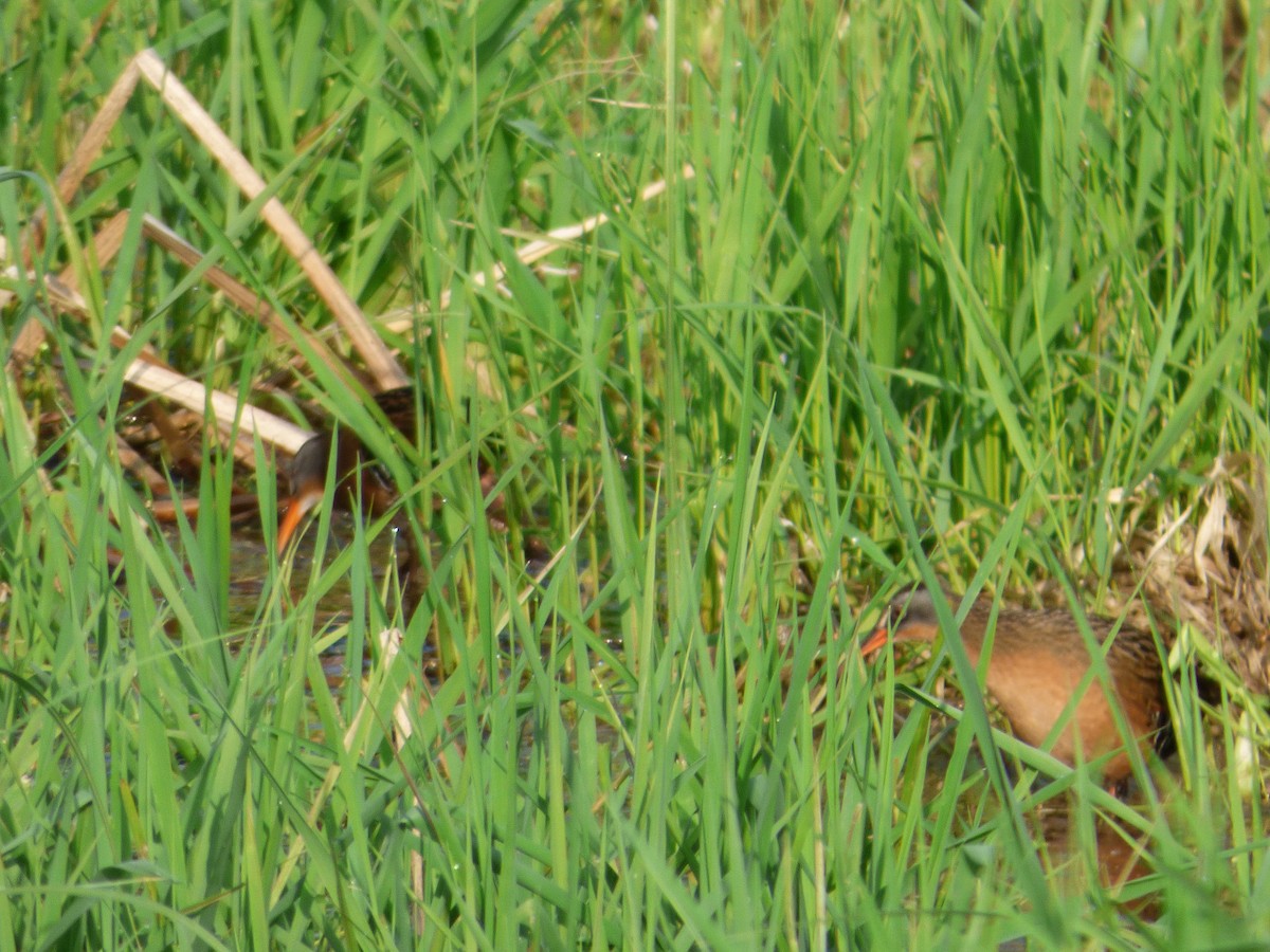 Virginia Rail - ML447441151