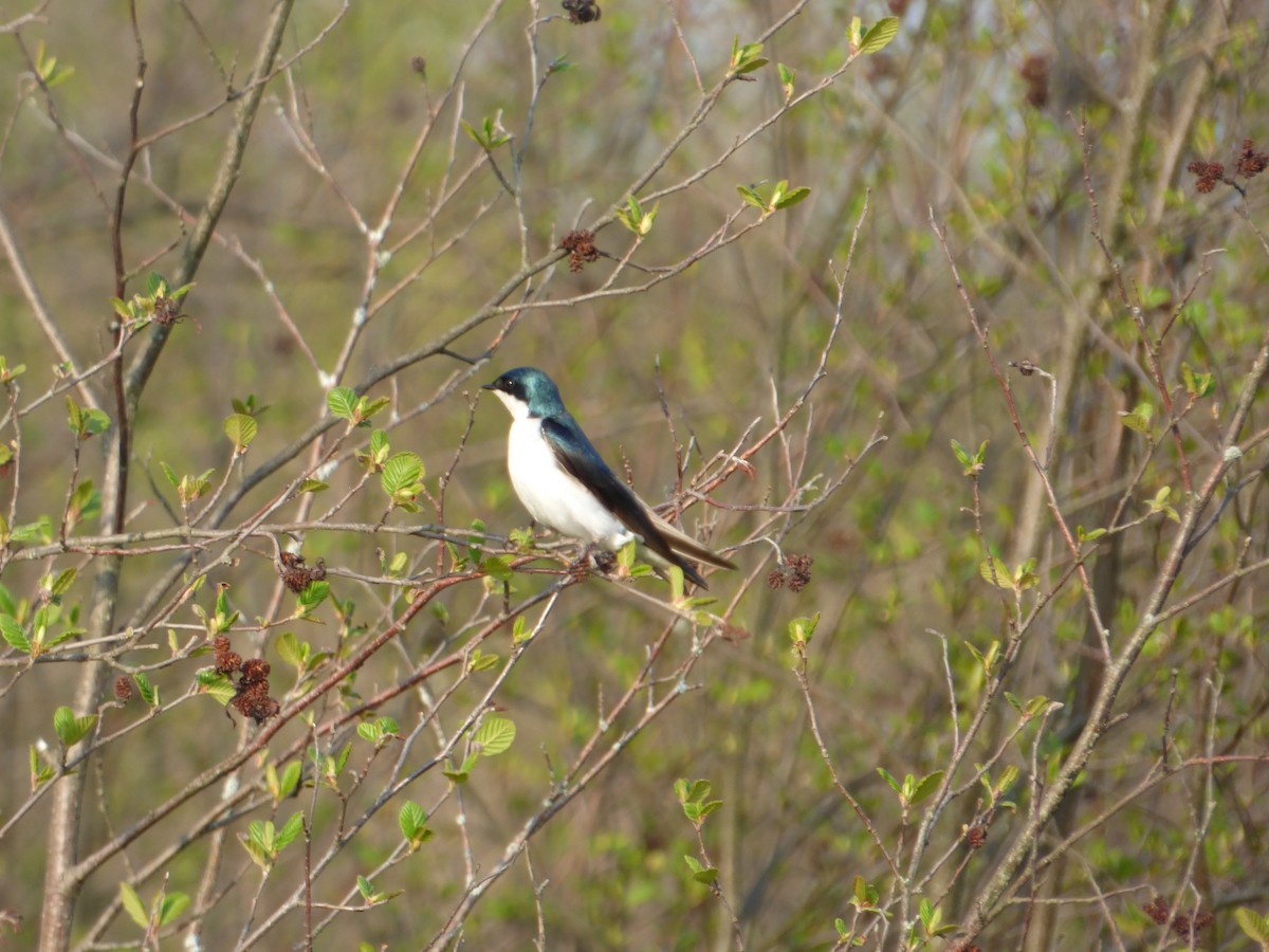 Tree Swallow - ML447441291