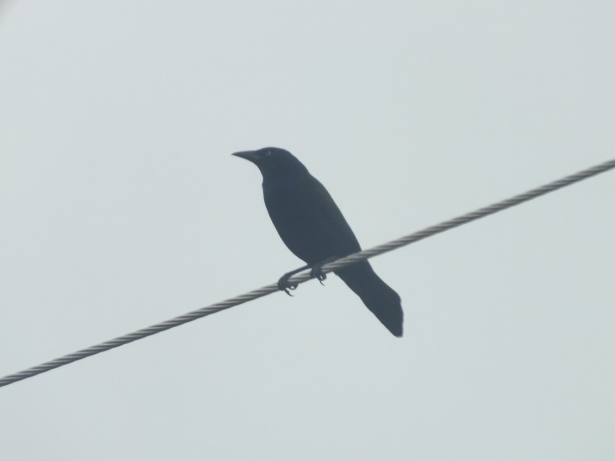 Common Grackle - ML447443201