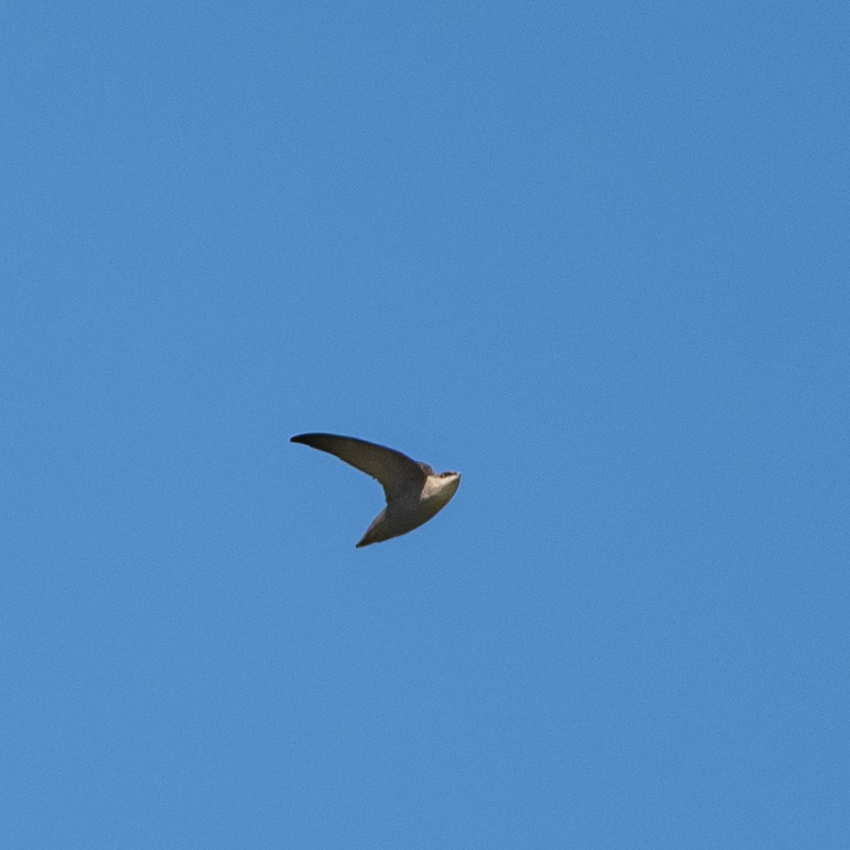 Chimney Swift - ML447443291