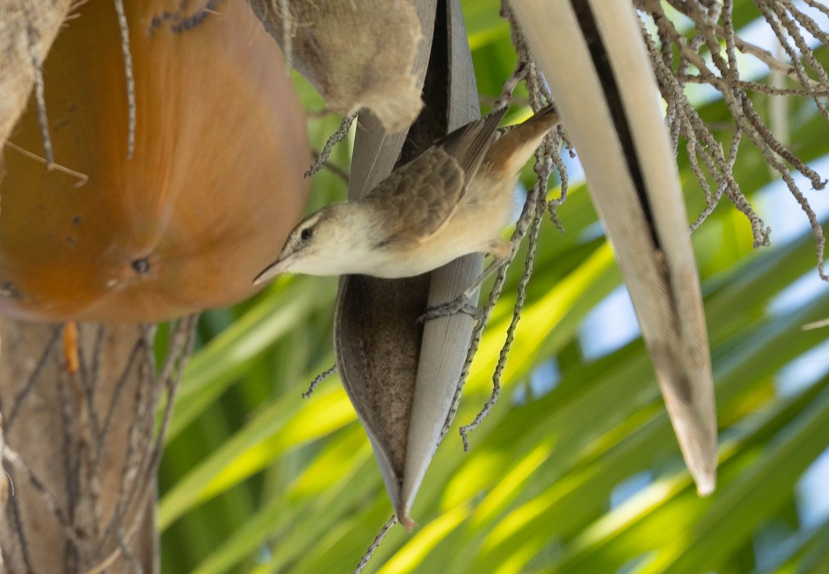 Tuamotu Reed Warbler - ML447446791