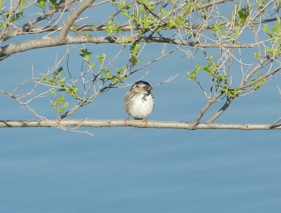 Harris's Sparrow - Daniel Leger