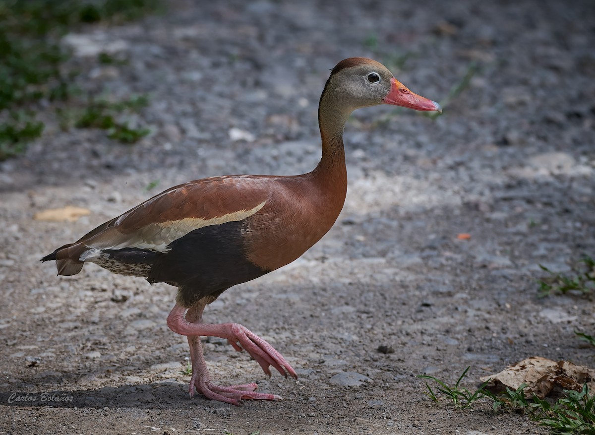 アカハシリュウキュウガモ - ML447447391