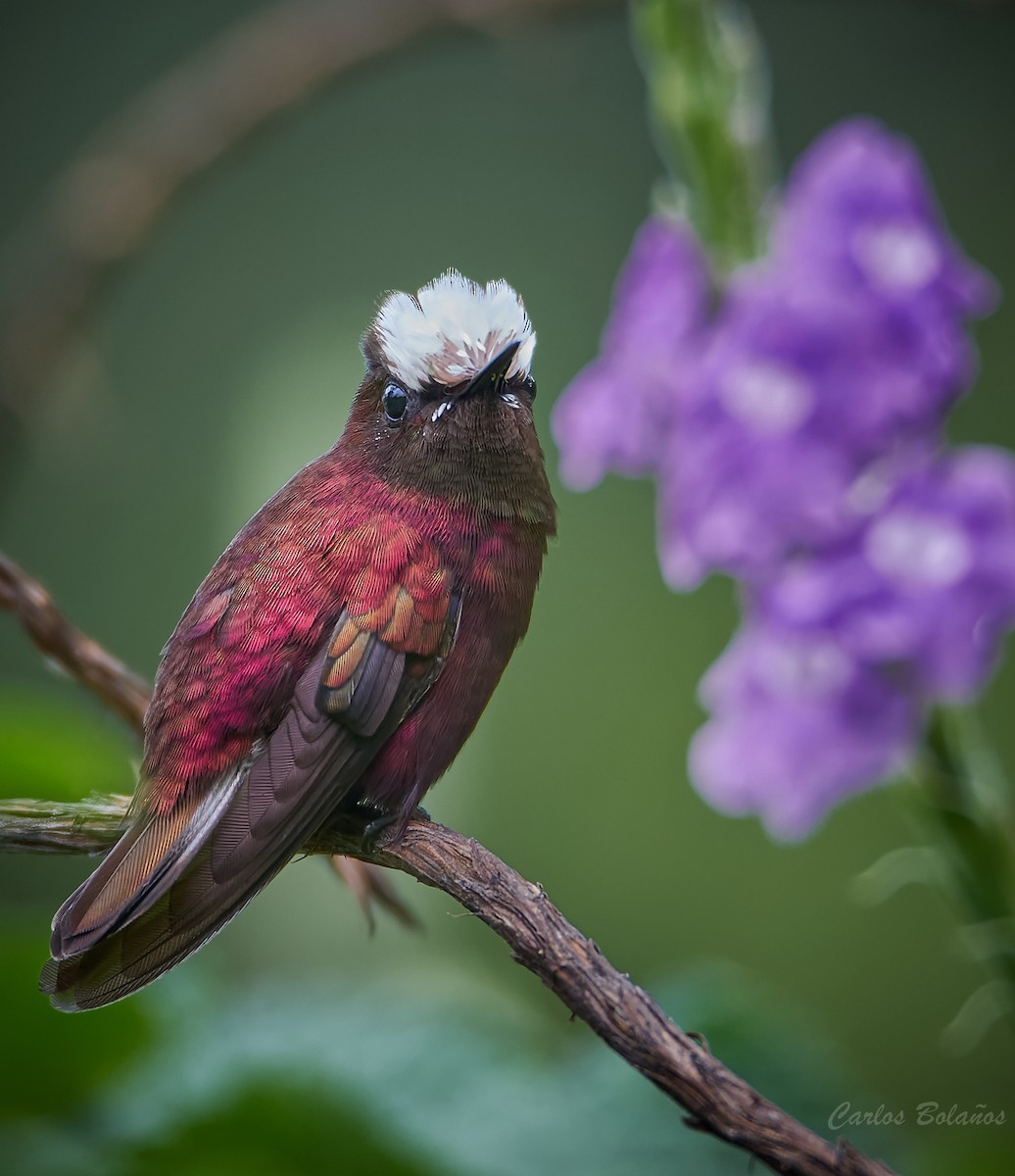 kolibřík běločelý - ML447447421