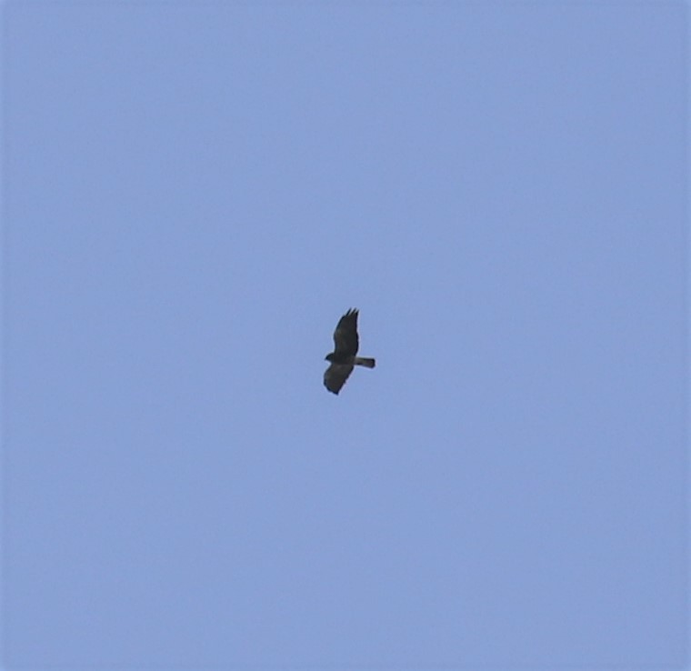 Swainson's Hawk - ML447447911