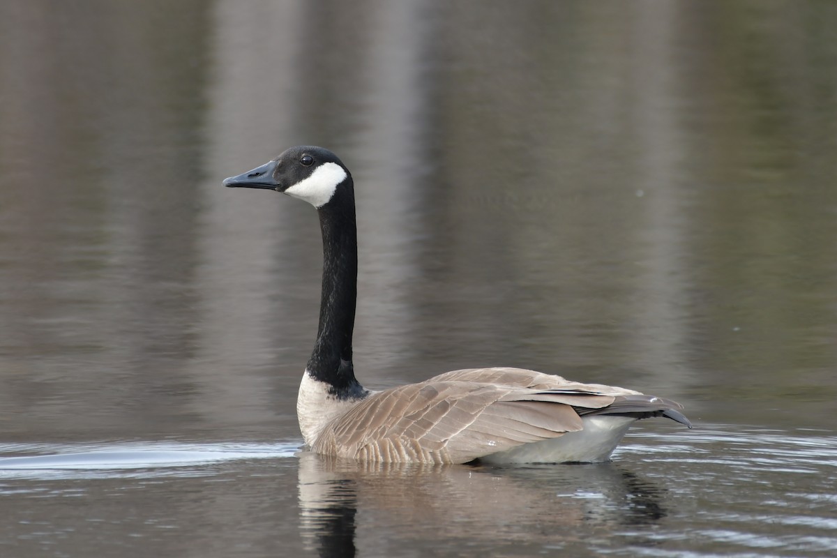 Canada Goose - Jean Aubé