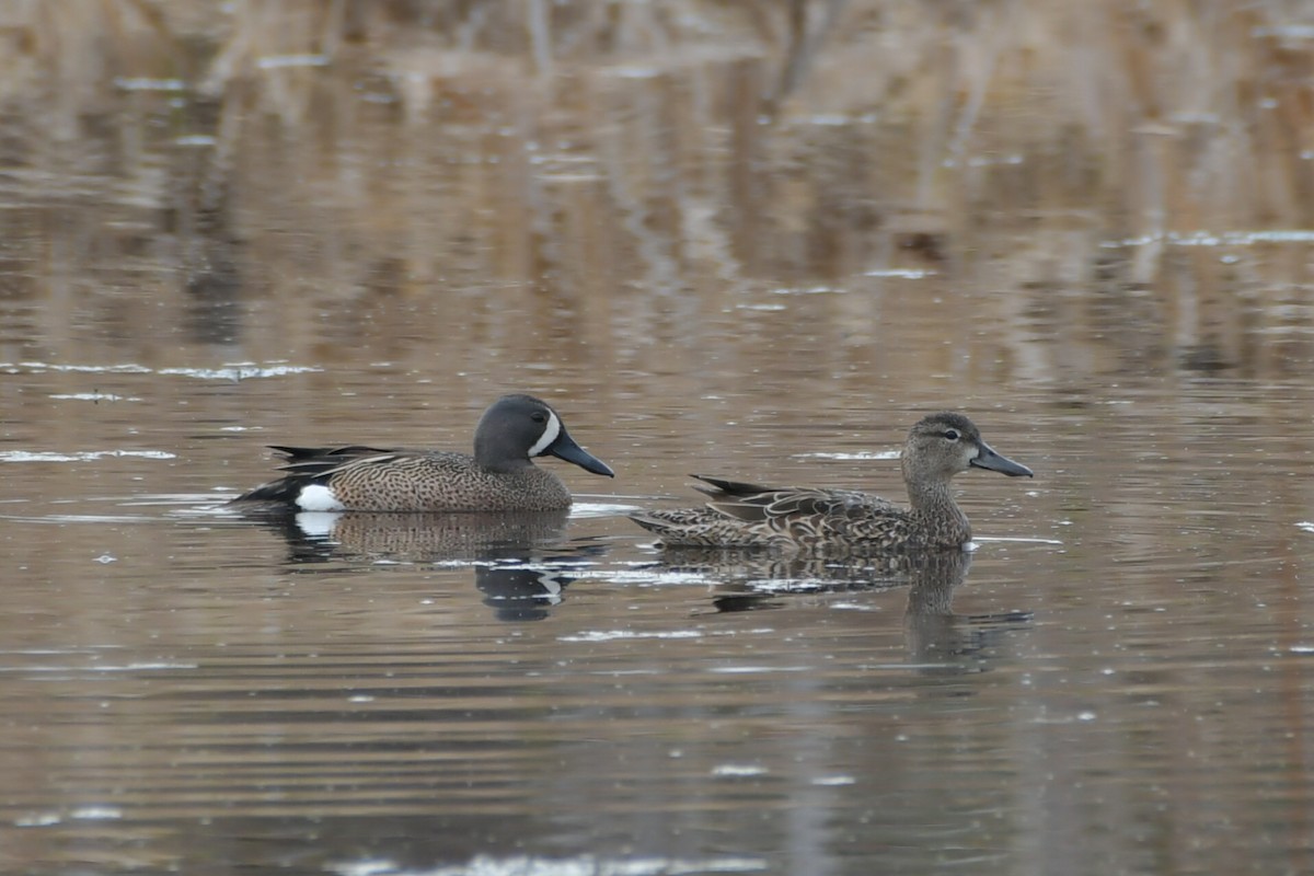 Blue-winged Teal - Jean Aubé