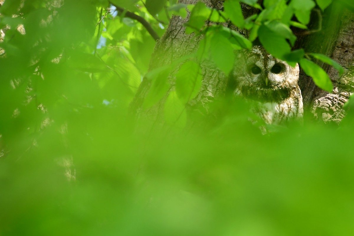 Tawny Owl - ML447450121