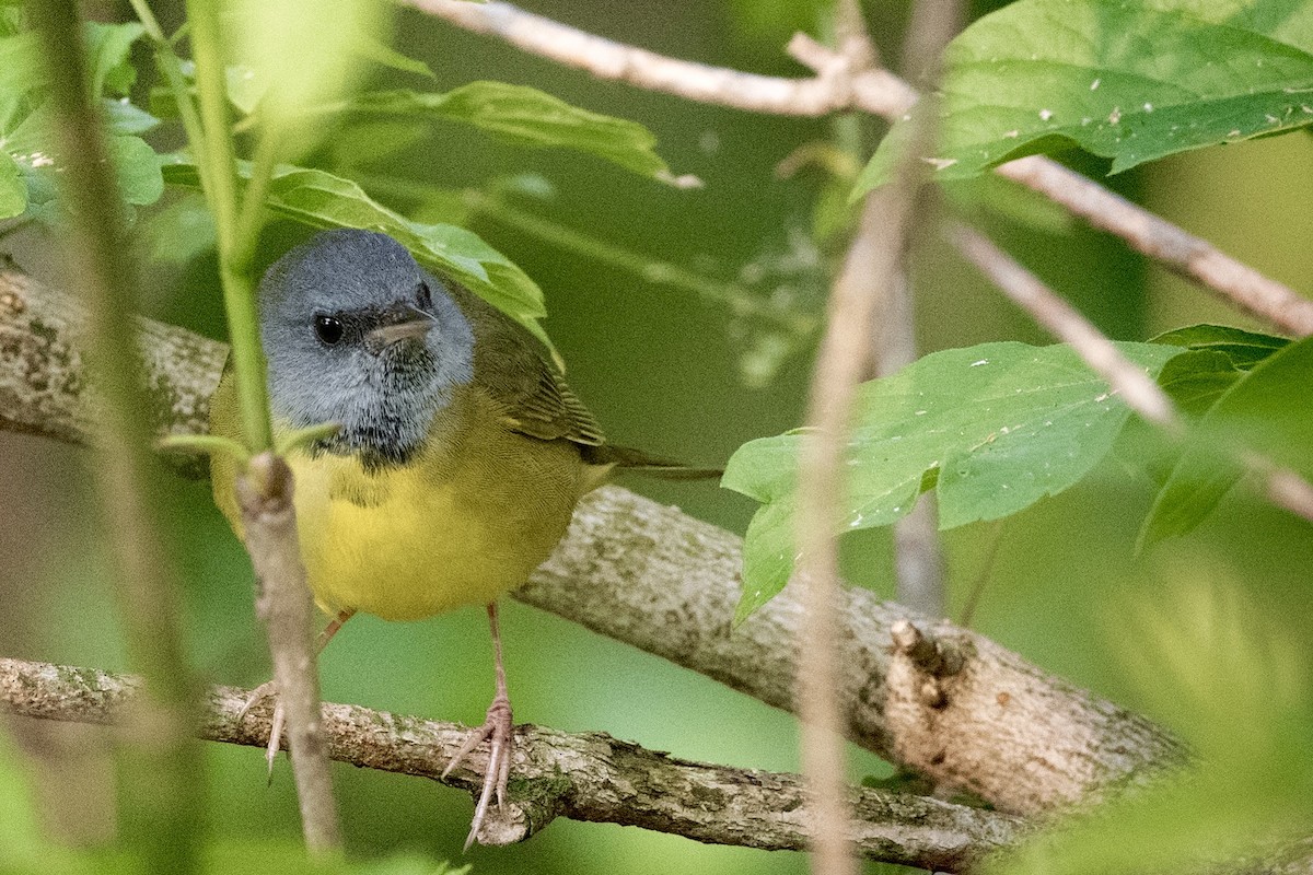 Mourning Warbler - ML447451541