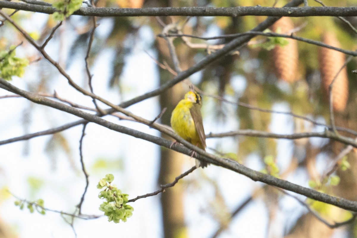 Kentucky Warbler - ML447451721