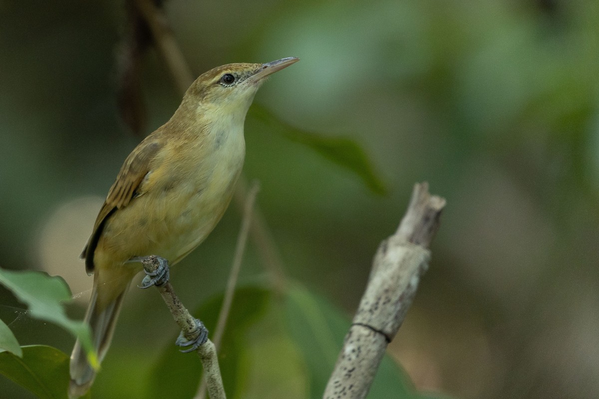 Tuamotu Reed Warbler - ML447452111