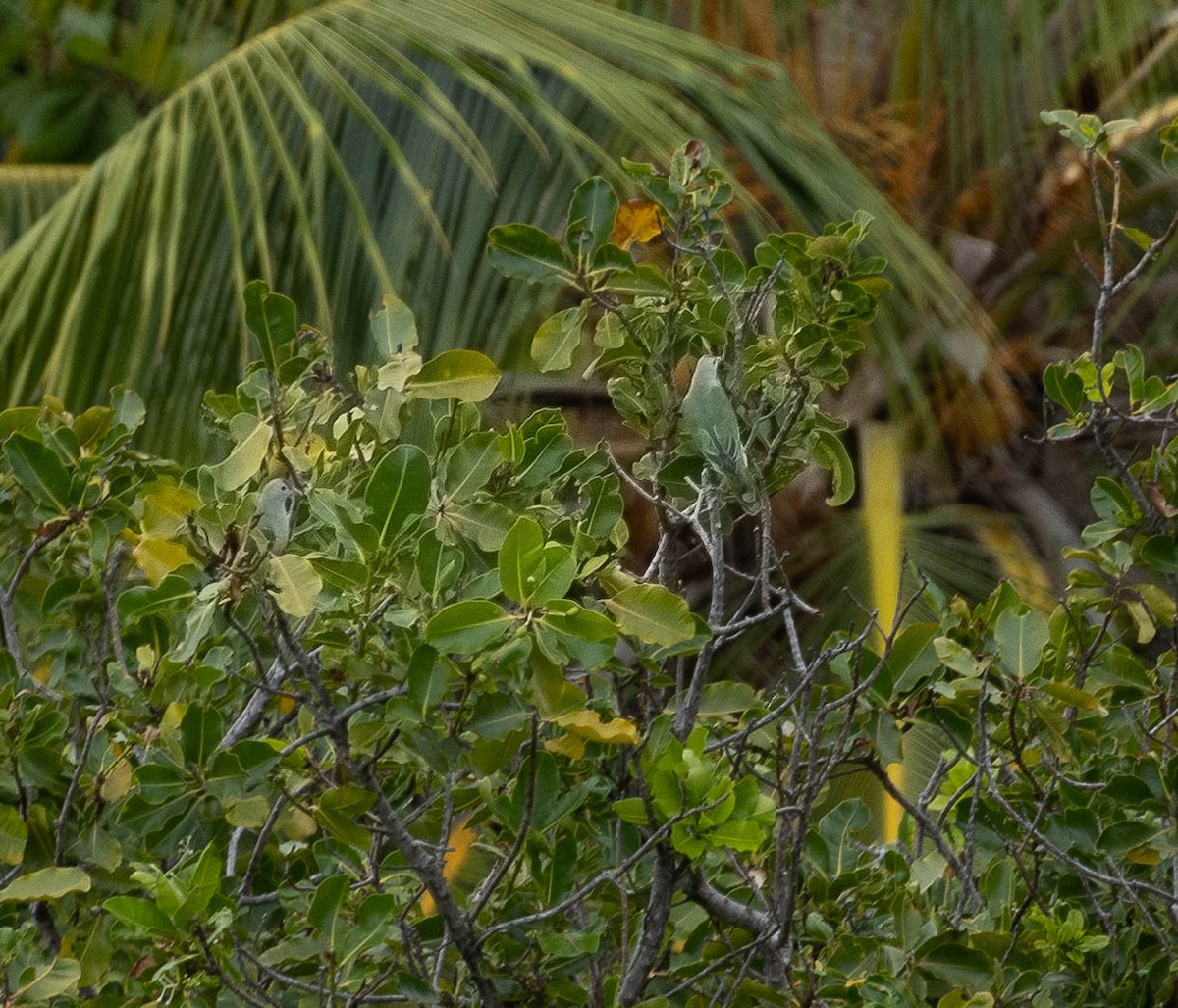 Makatea Fruit-Dove - ML447452281