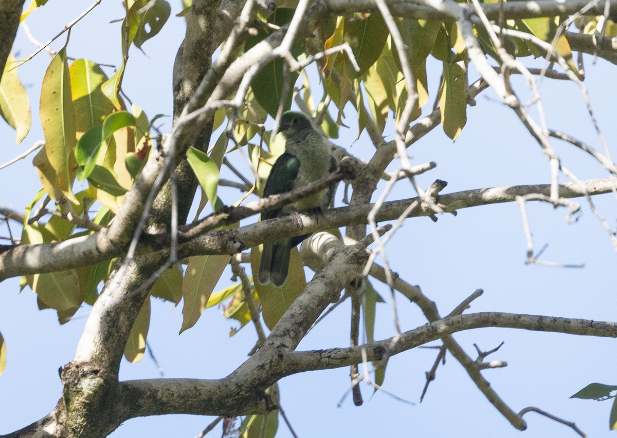 Makatea Fruit-Dove - ML447452291