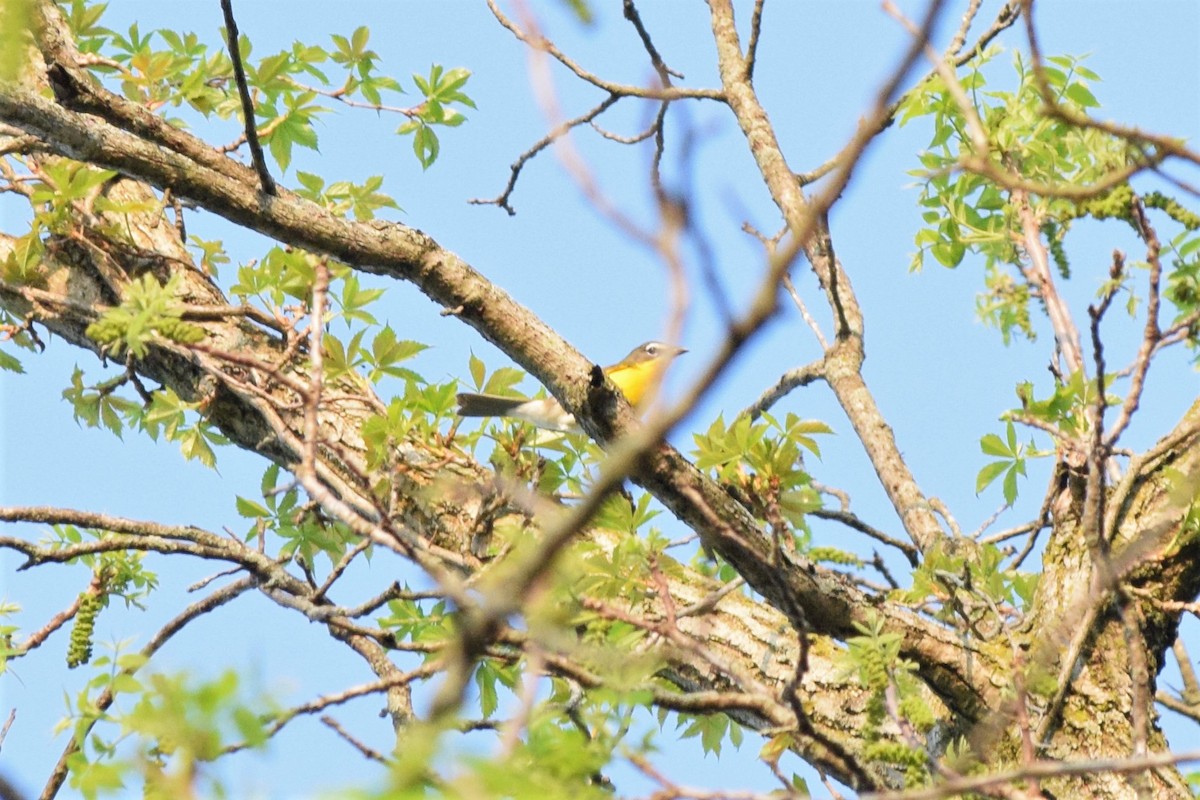 Yellow-breasted Chat - ML447452531