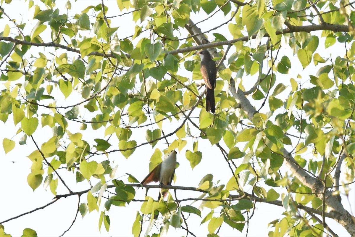 Yellow-billed Cuckoo - ML447452881