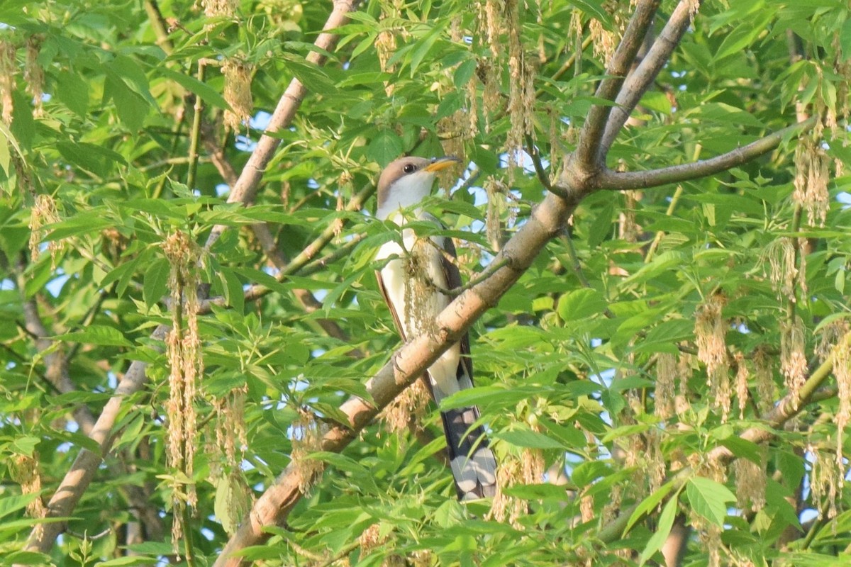 Yellow-billed Cuckoo - ML447452941