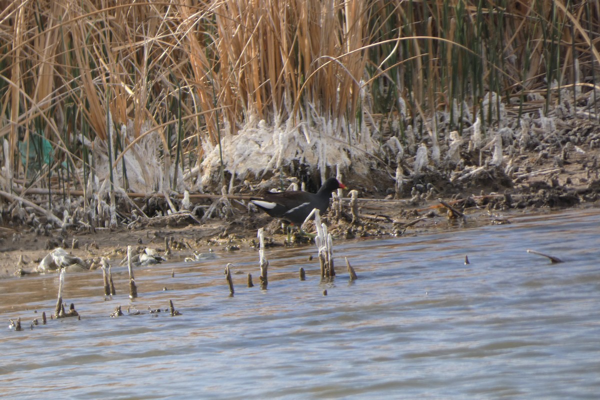 Common Gallinule - ML447454791