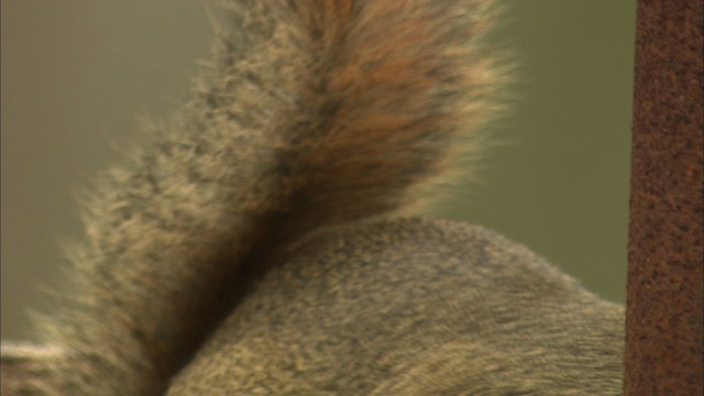 Red Squirrel - ML447456