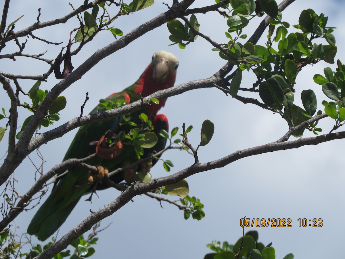 Cuban Parrot - ML447456191