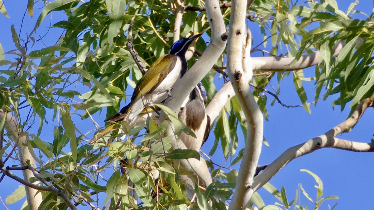 Blue-faced Honeyeater - ML447456201