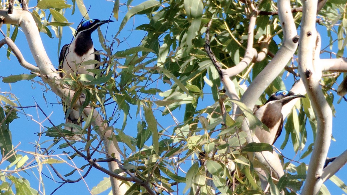Blue-faced Honeyeater - ML447456221