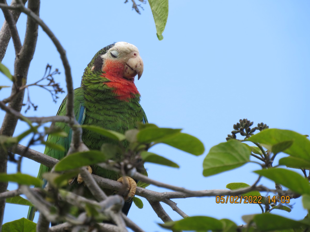 Cuban Parrot - ML447456231