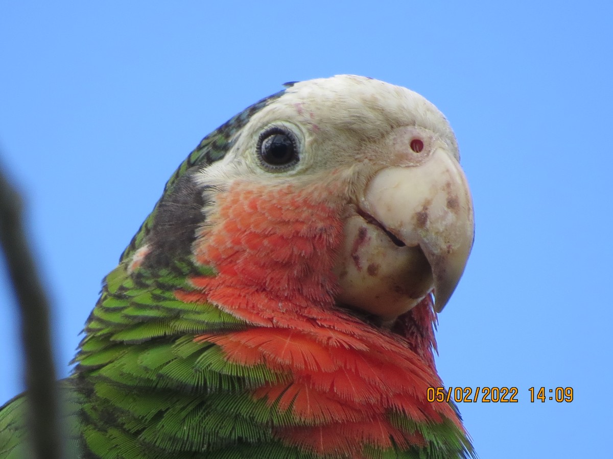 Cuban Parrot - ML447456251