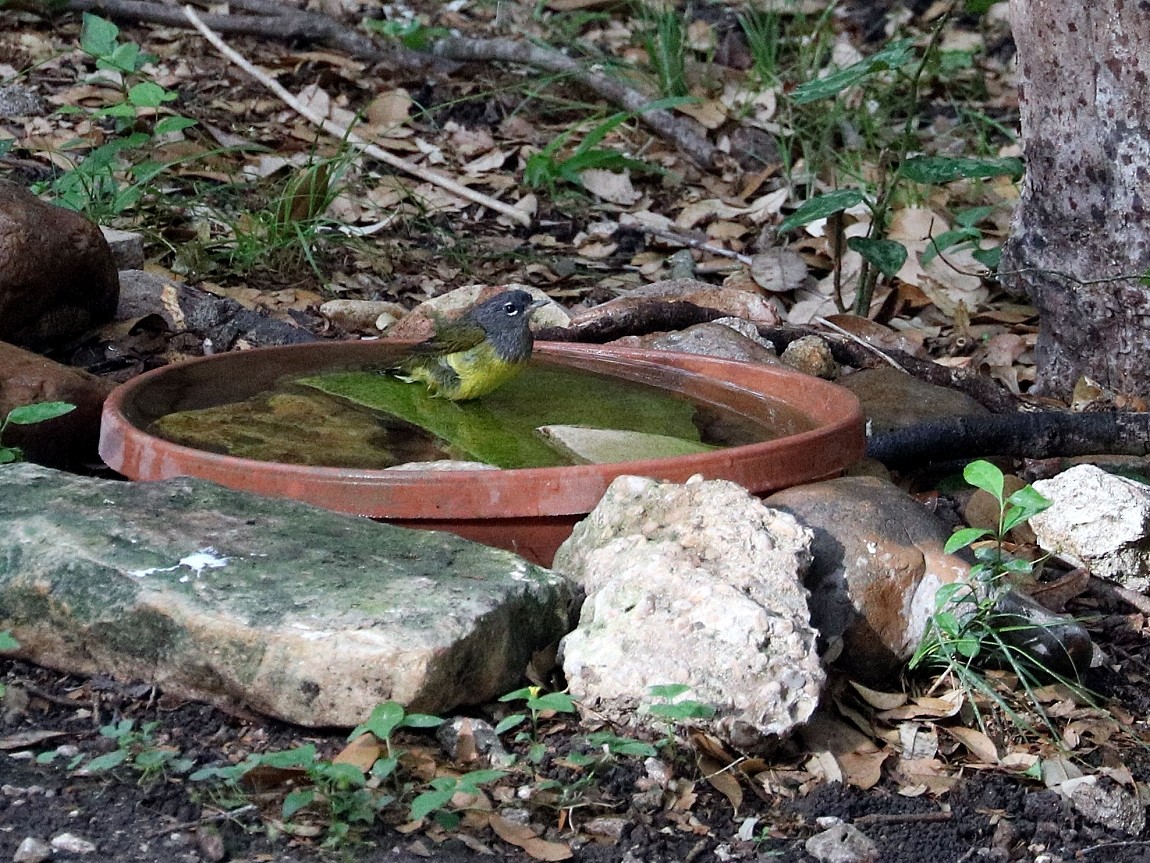 MacGillivray's Warbler - ML447456681