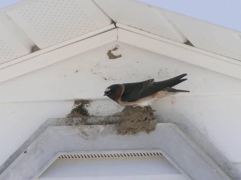 Cliff Swallow - ML447457601