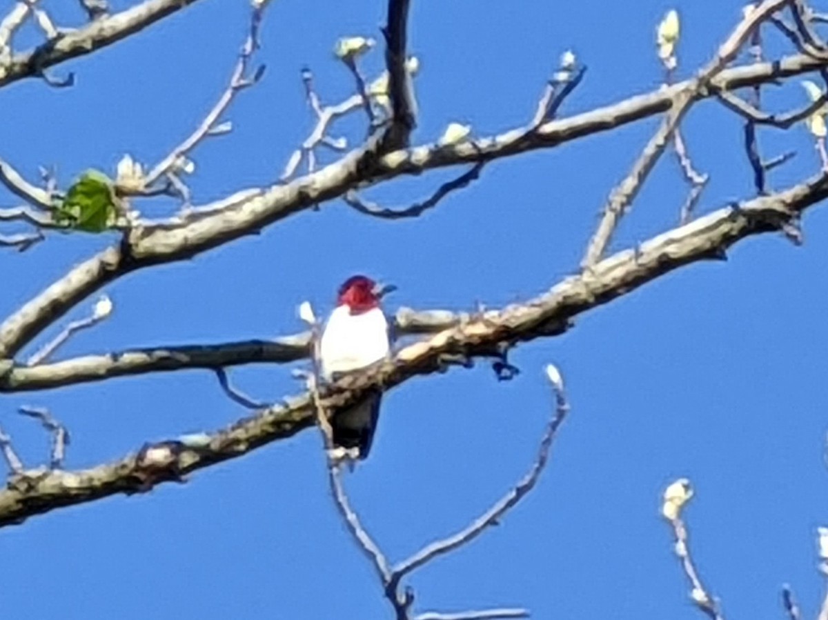 Pic à tête rouge - ML447459711