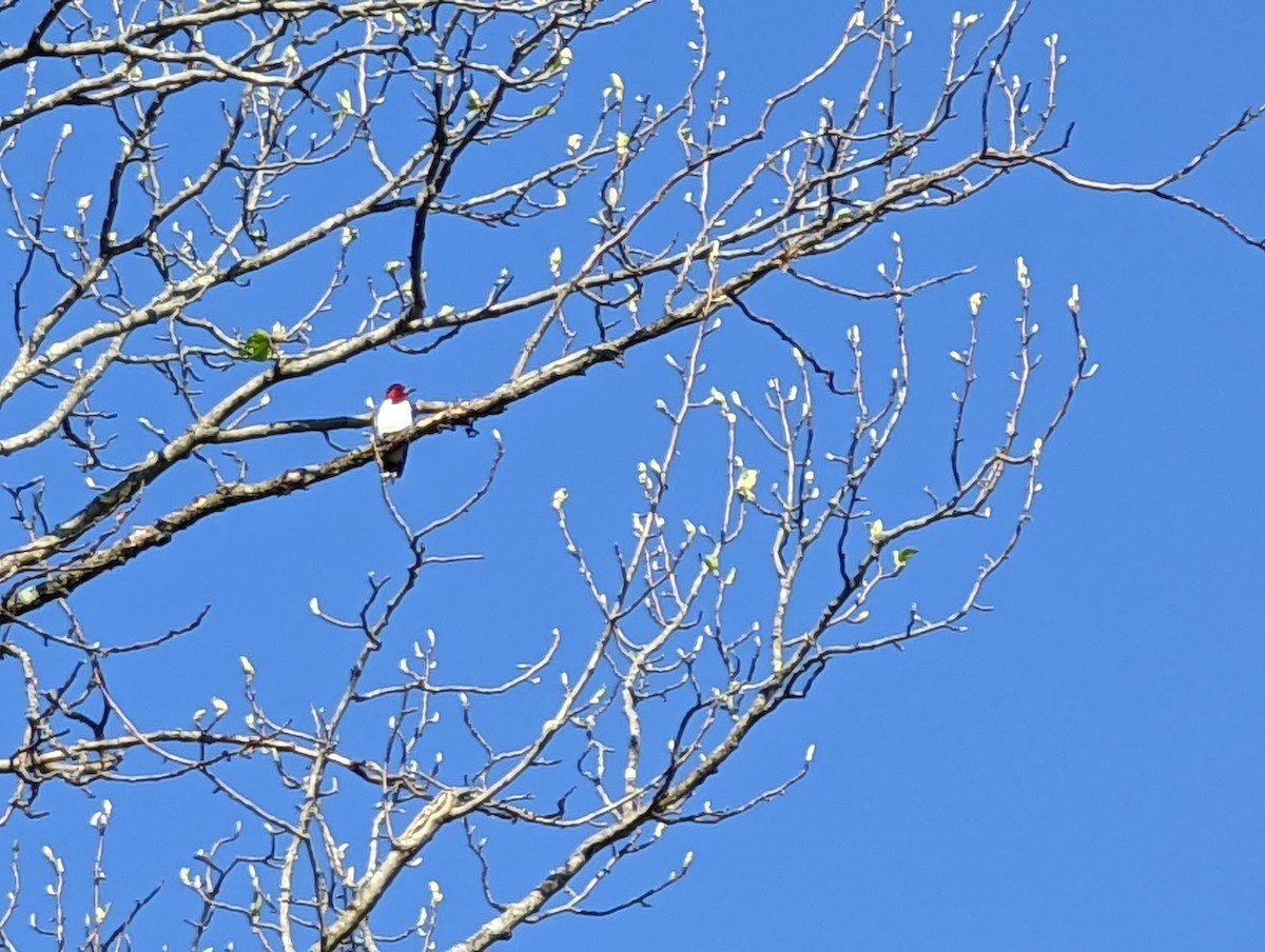 Red-headed Woodpecker - ML447459771