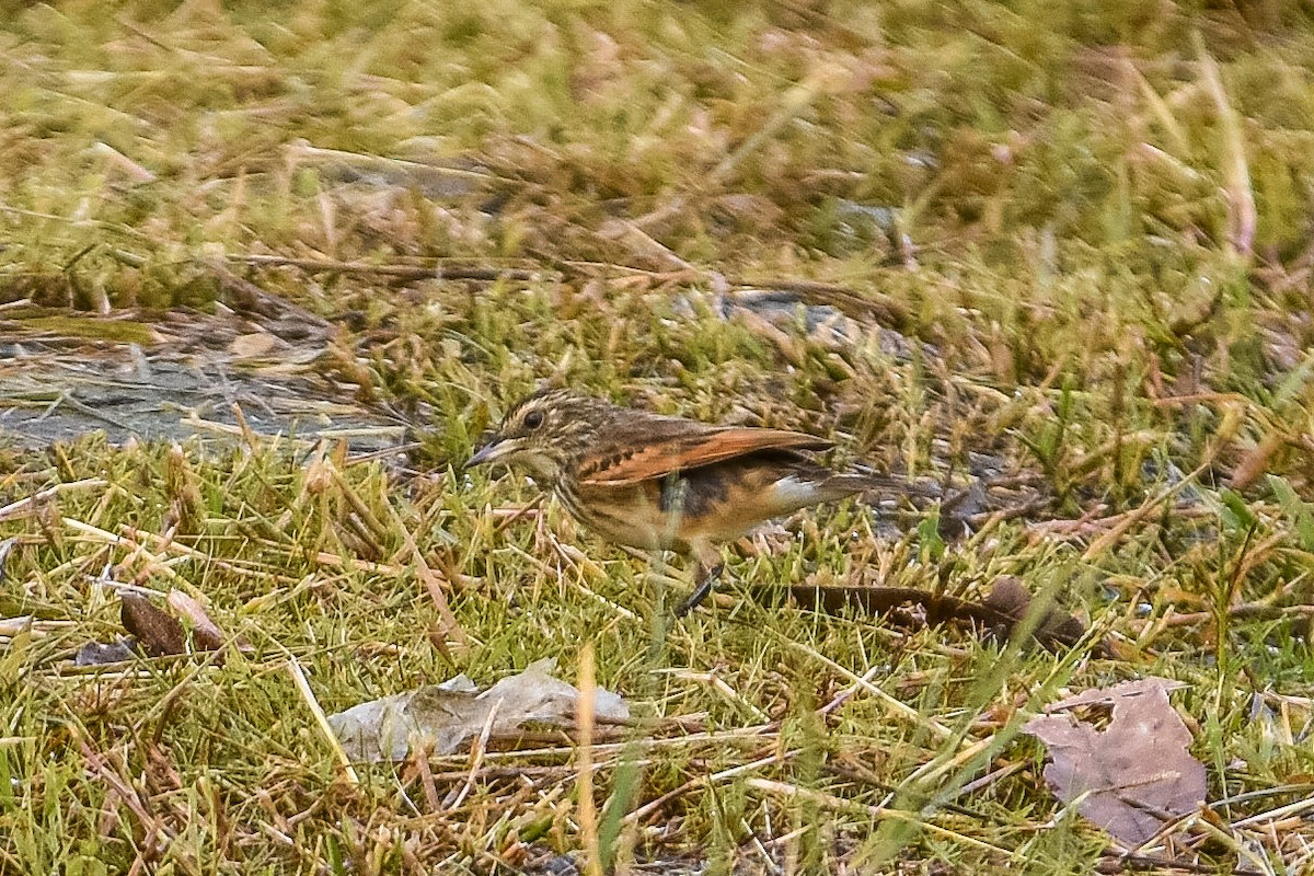 Spectacled Tyrant - ML447460591