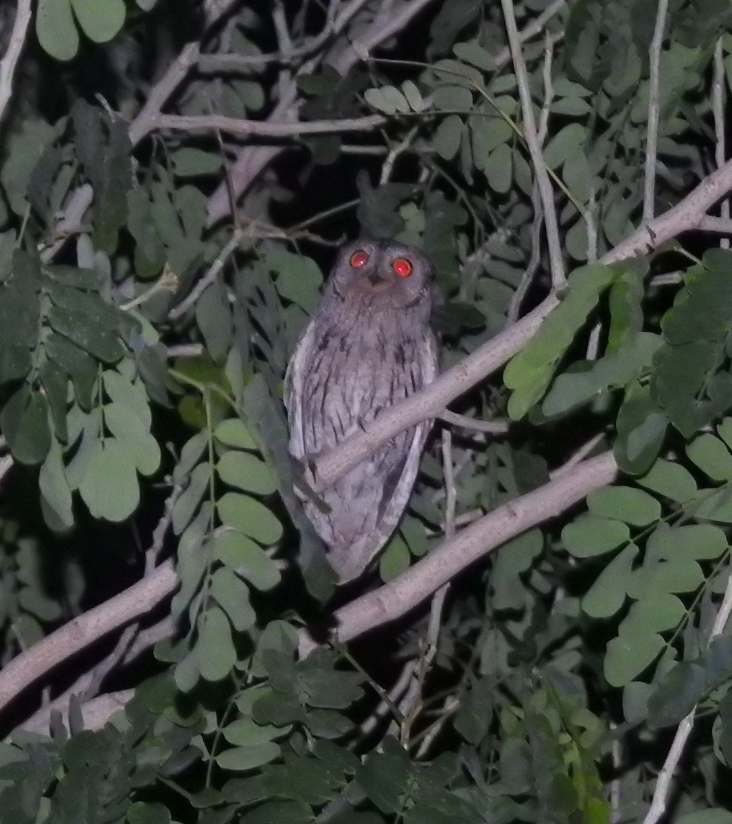 Pallid Scops-Owl - ML447460841