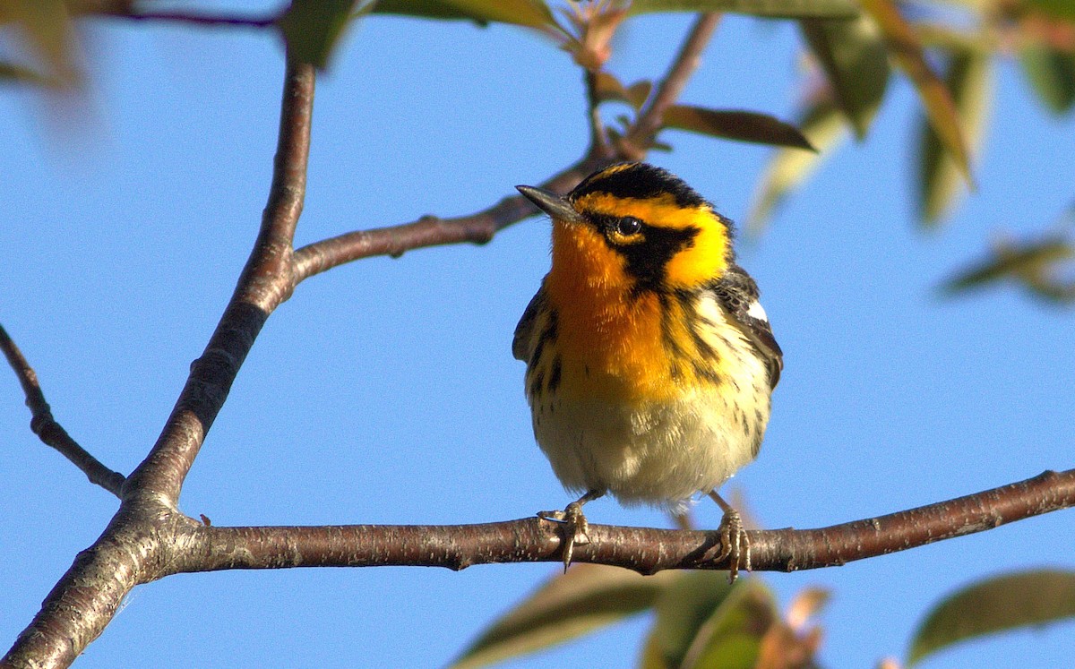 Blackburnian Warbler - ML447462241