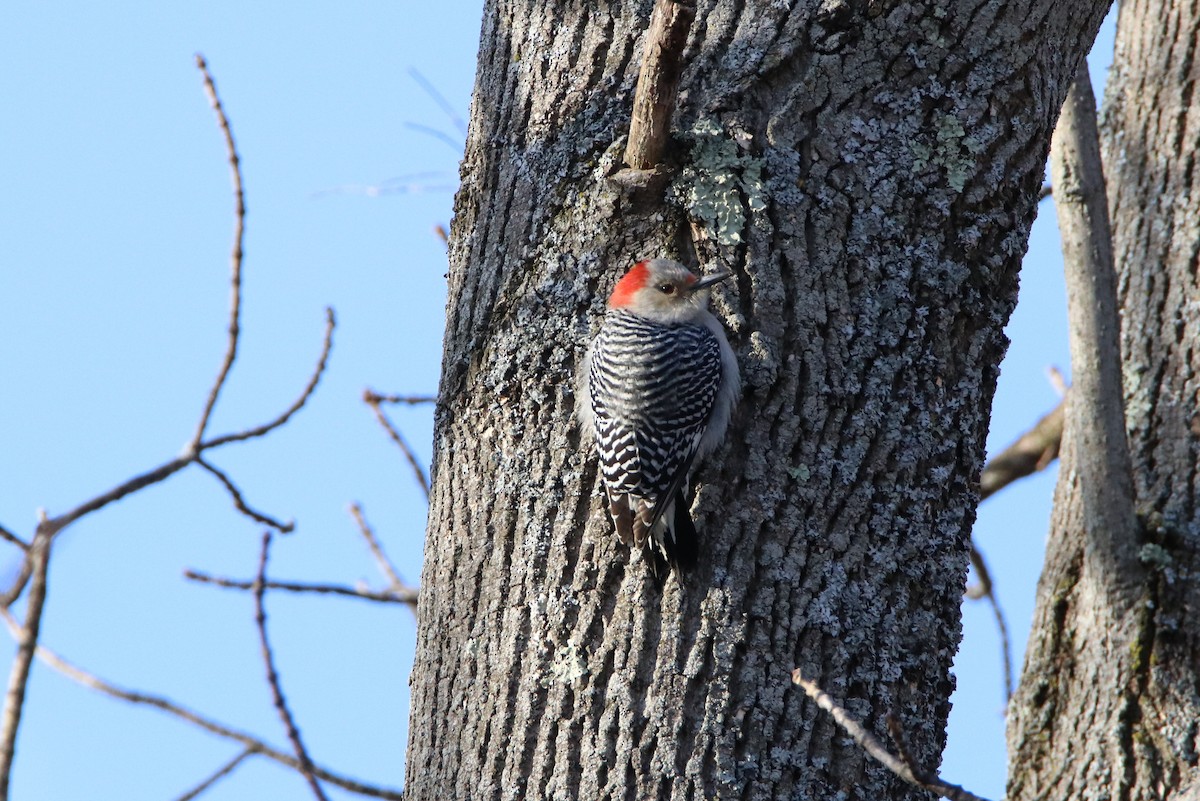 Red-bellied Woodpecker - ML44746301