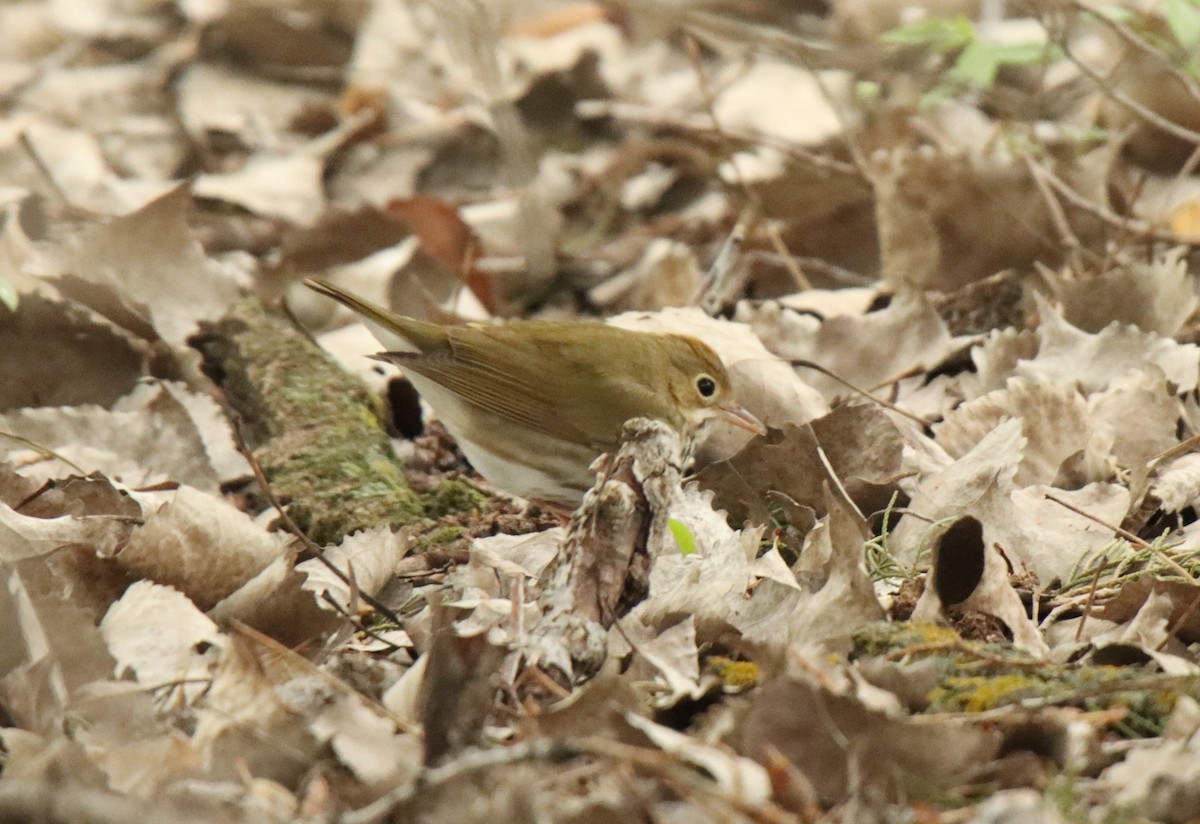 Ovenbird - Jonathan Lautenbach