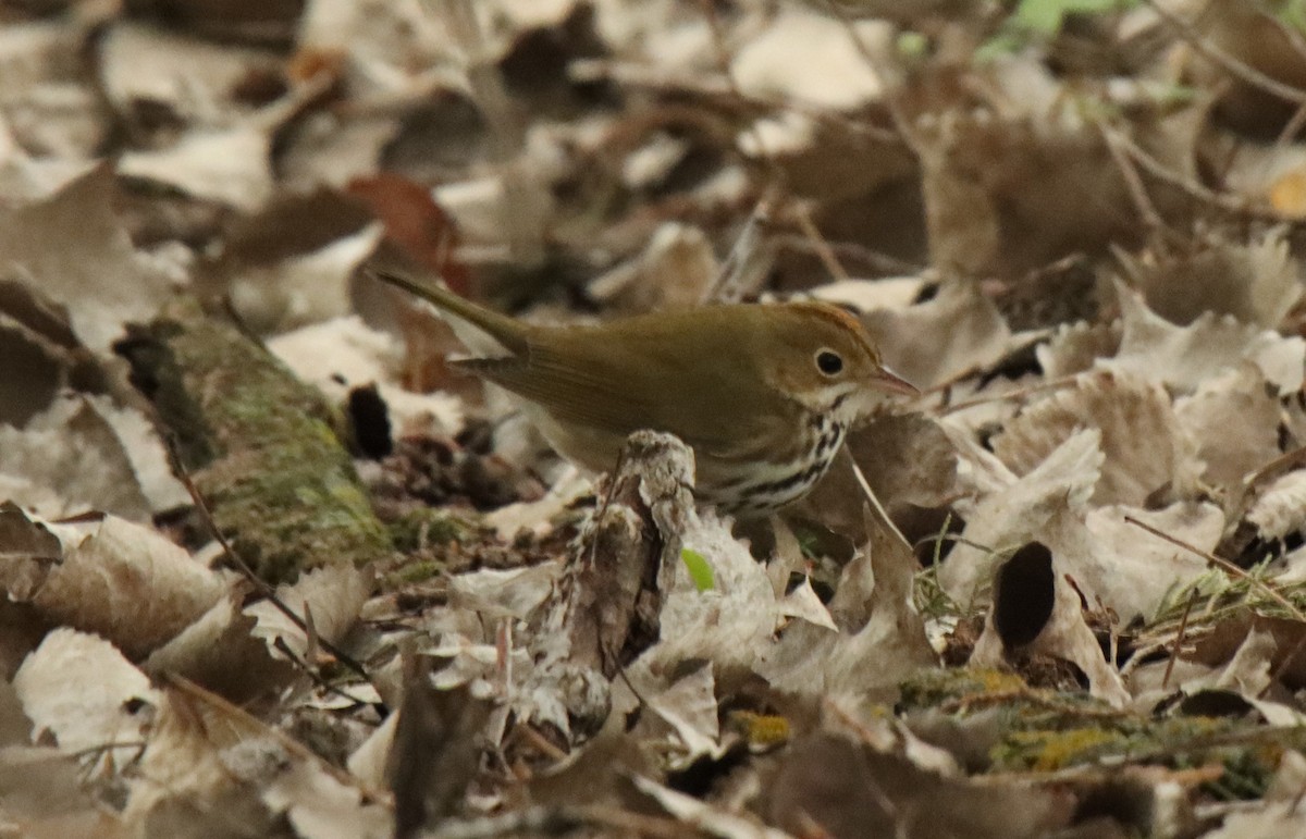 Ovenbird - Jonathan Lautenbach