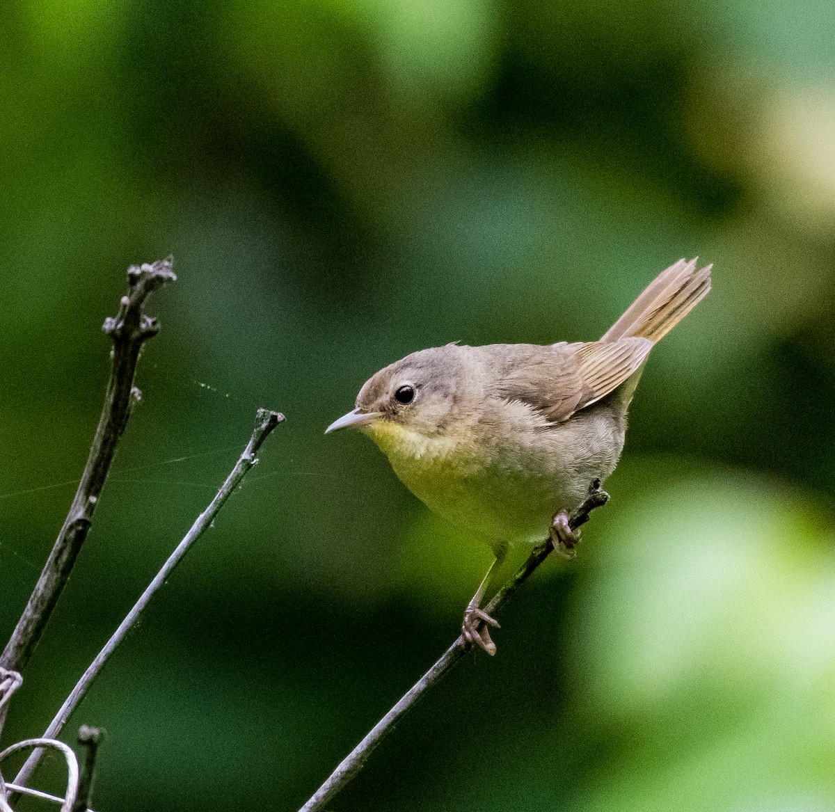 Common Yellowthroat - ML447463101