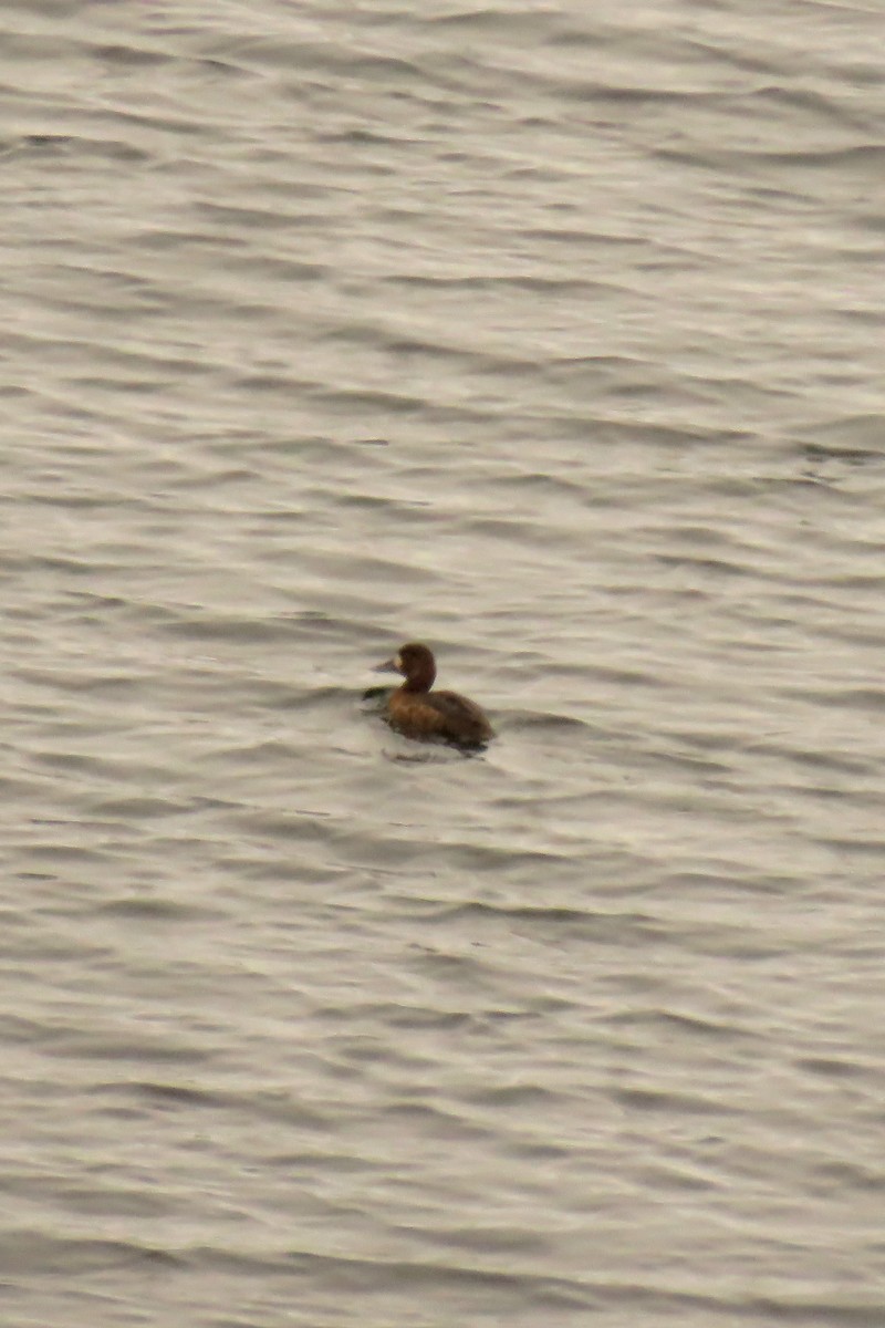 Greater Scaup - ML447463191