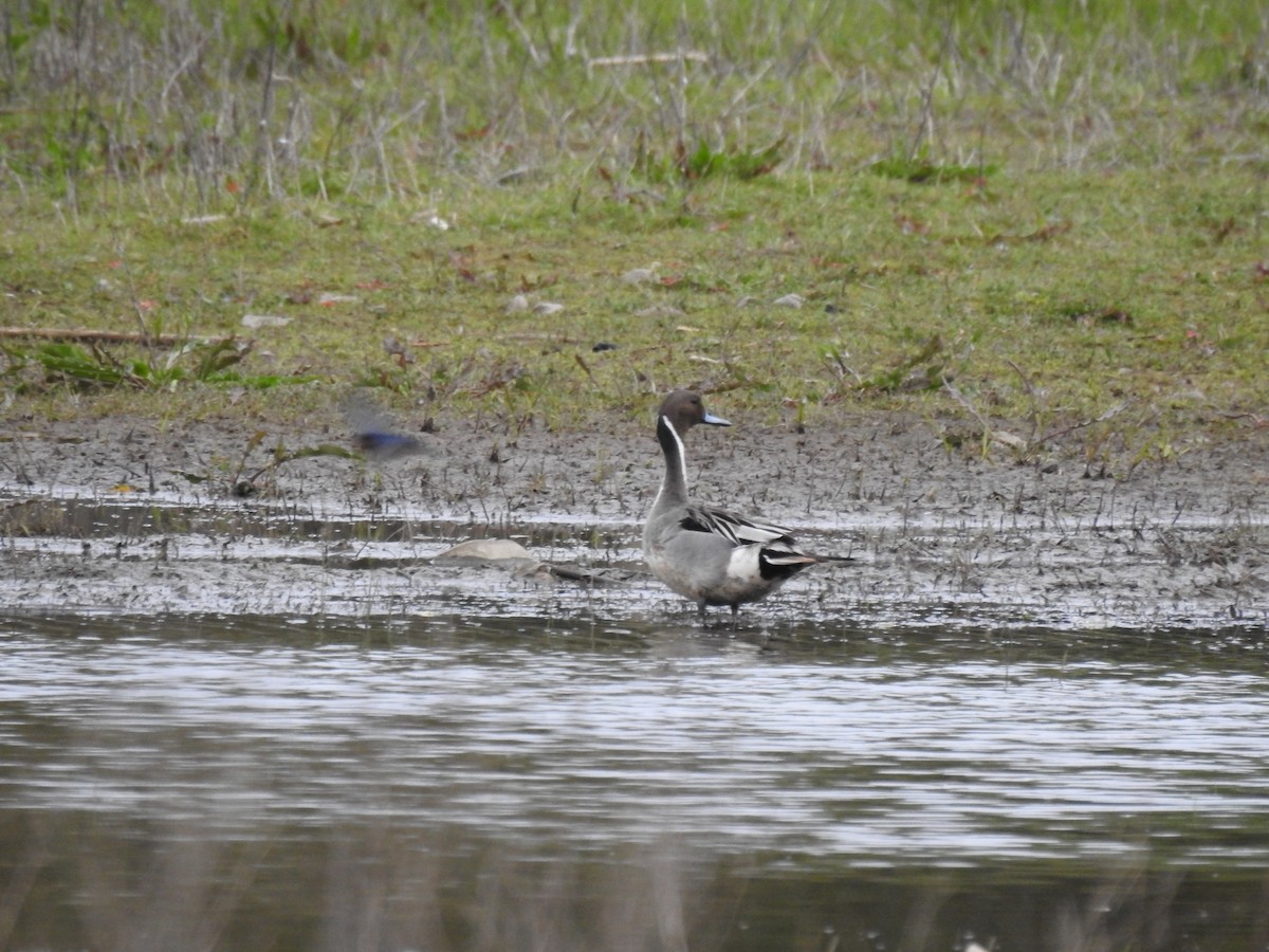 Northern Pintail - ML447463901