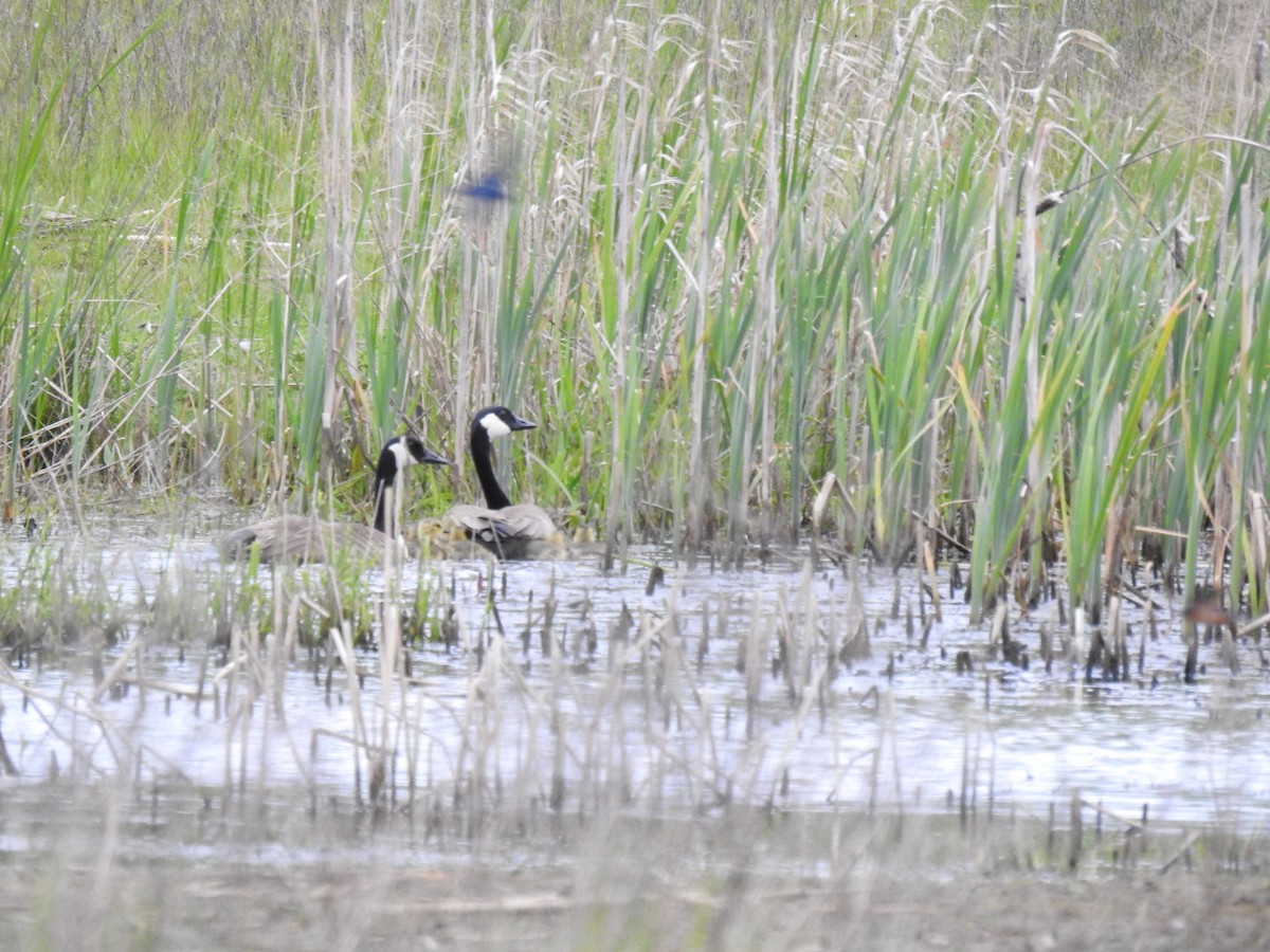 Canada Goose - ML447464211