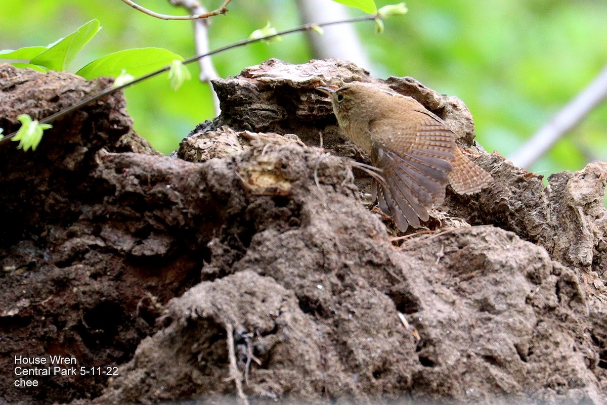 House Wren - ML447464571