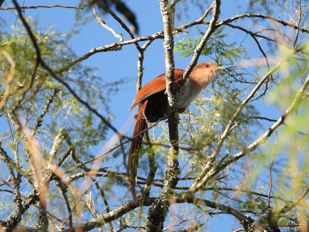 Squirrel Cuckoo - ML447464931