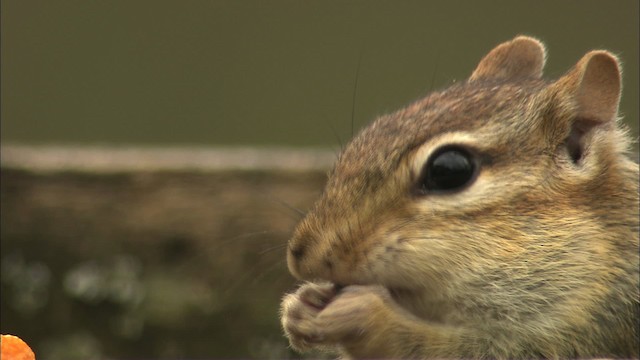 Eastern Chipmunk - ML447466