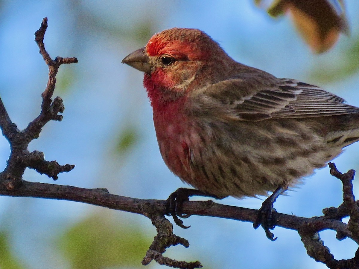 House Finch - ML447467351