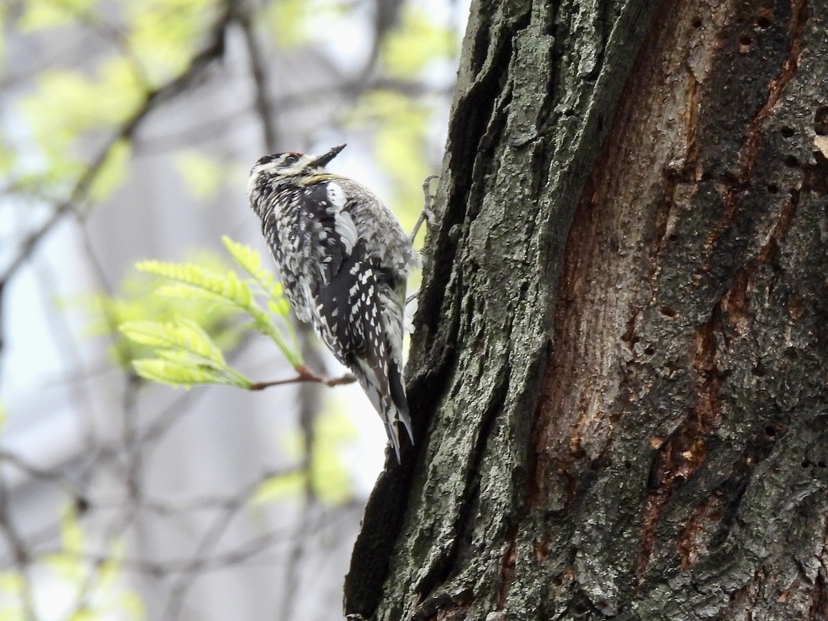 Yellow-bellied Sapsucker - Caroline Quinn