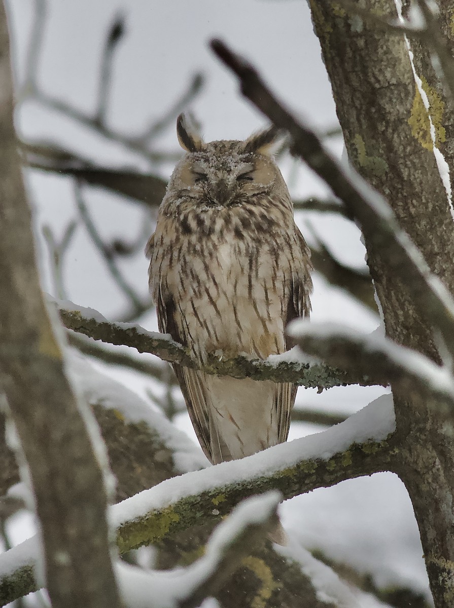 Long-eared Owl - ML447468301