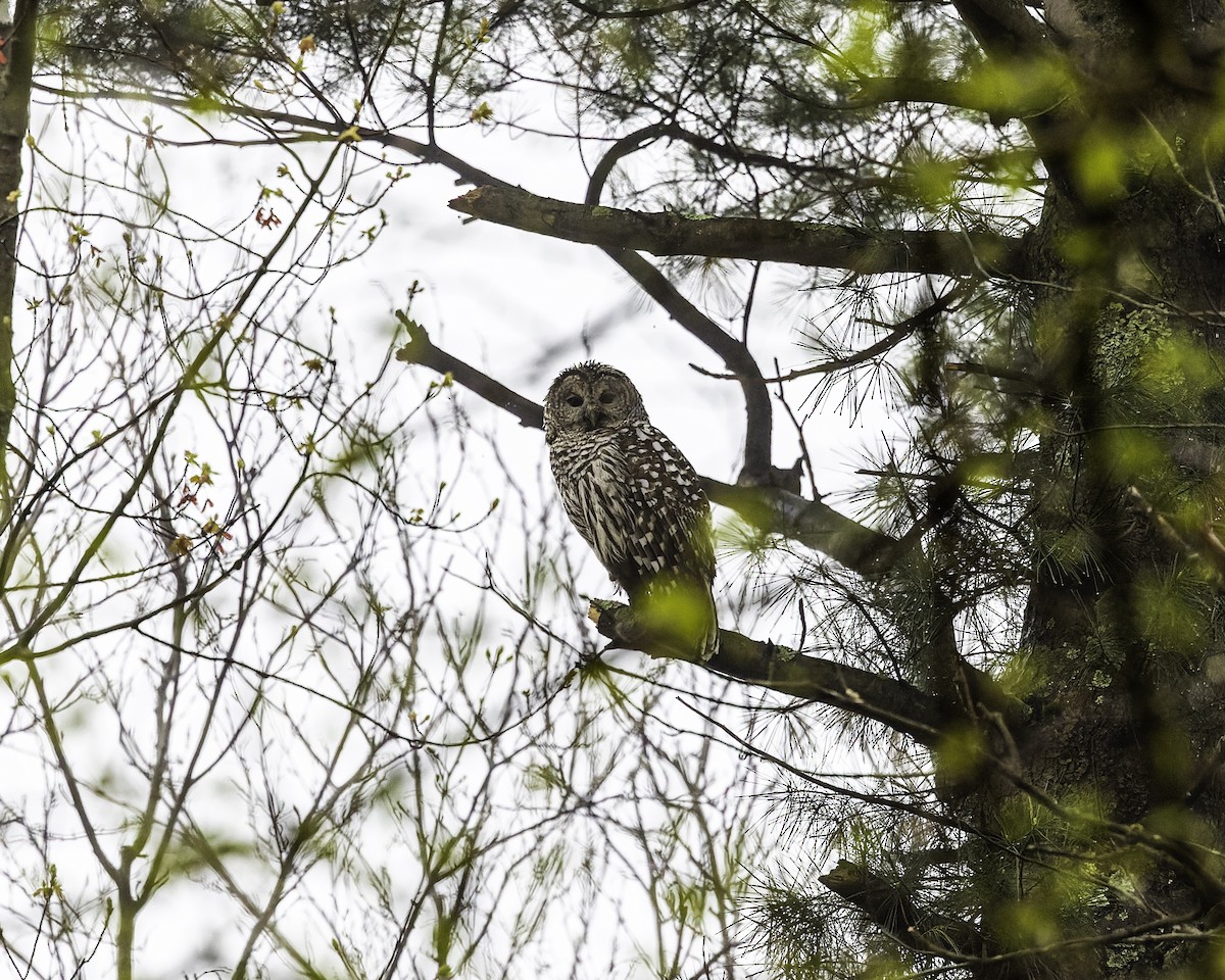 Barred Owl - ML447468481