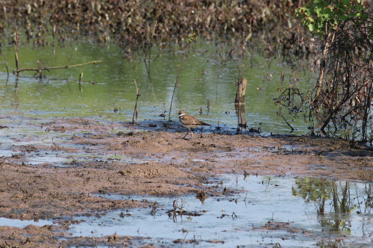 Killdeer - ML447468641