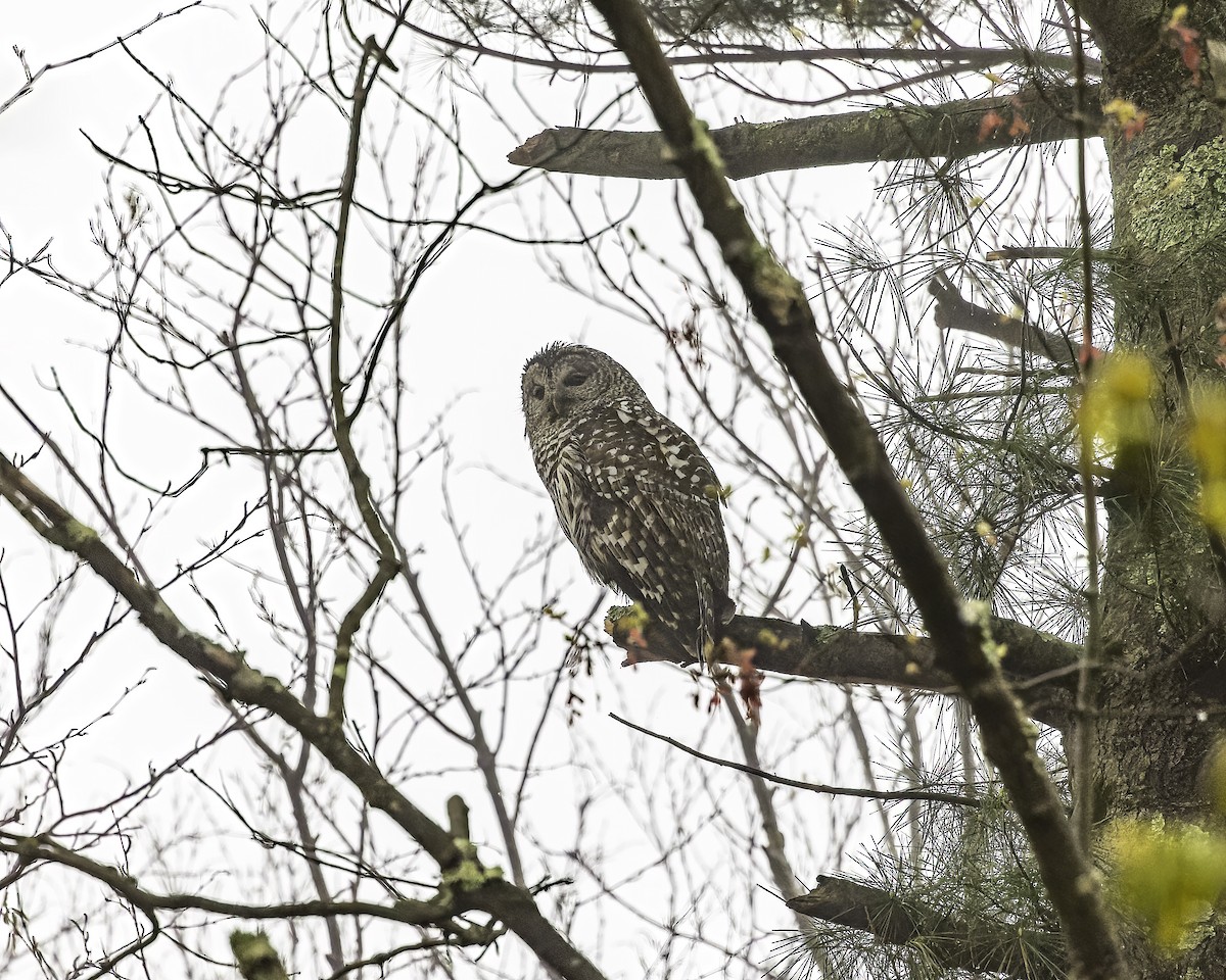 Barred Owl - ML447469141